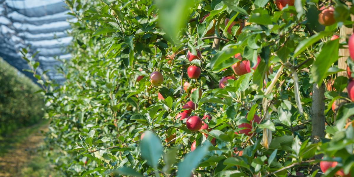 Afidi del melo, risultati interessanti col biocontrollo